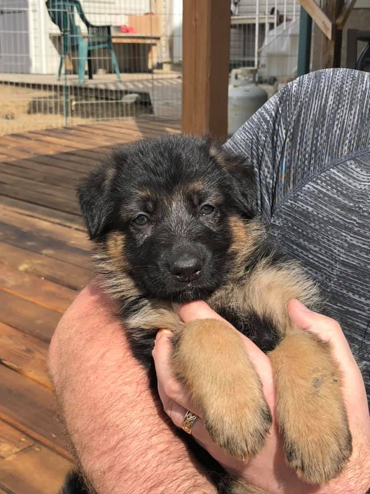 Ferrari x Breeze puppies April 2020