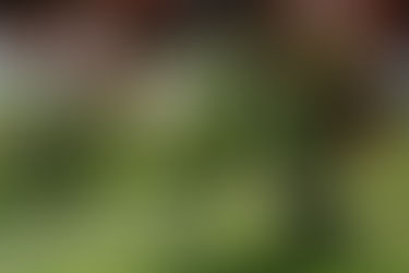 Farmleigh House & Gardens: Best things to do and see in Dublin