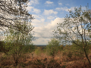 Offaly's Tracks & Trails: scenic walking routes