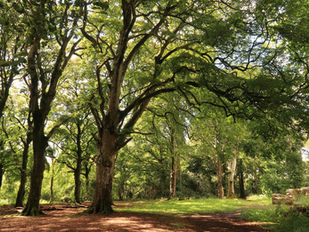 Off the beaten track: Westmeath forest walks for all the family