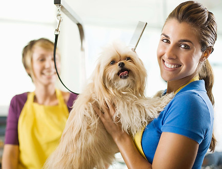 Small Business - Dog Groomer