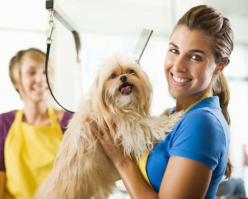 Doggy Hairdresser
