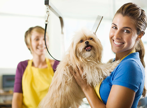 Chien Coiffeur