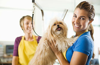 Doggy Hairdresser