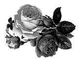 Floral-GraphicV2.png