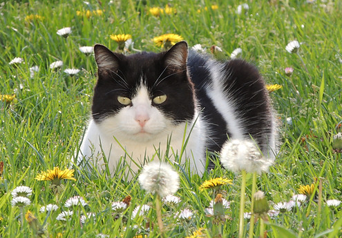 Entre Chat & Moi vous aide à résoudre les problématiques de comportement félin, conseils en cohabitation chien-chat, et préve
