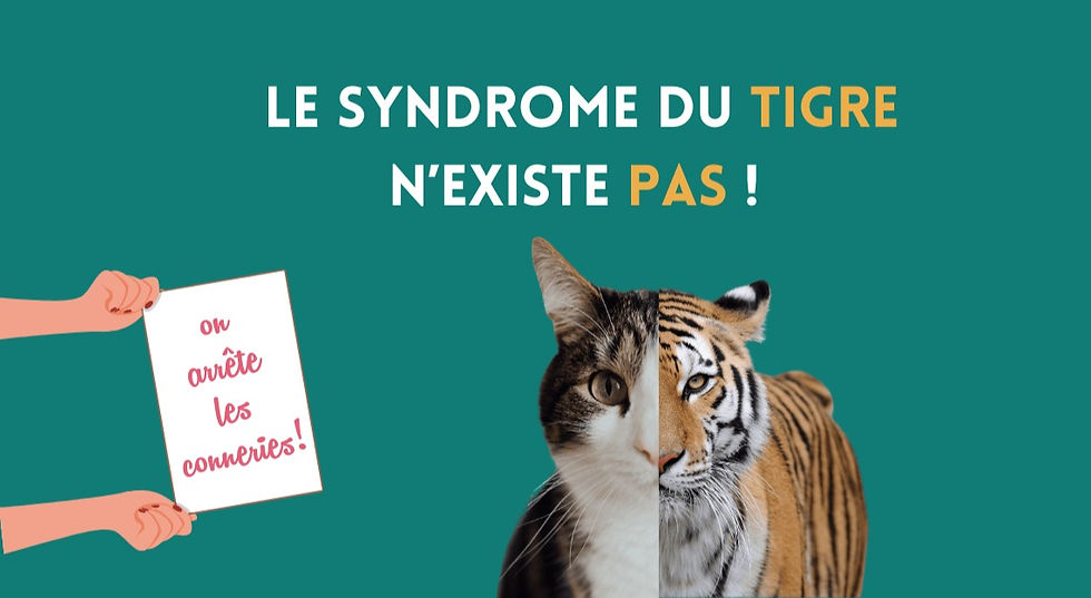Votre chat n'est pas un tigre ! Quand on parle syndrome du tigre, on parle de conduites agressives. Ce n'est pas une maladie, on peut changer ce comportement. Il y a des solutions !