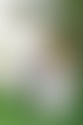 Wedding in a Picnic atmosphere