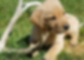 When Should You Neuter Your Dog? The Truth About Timing, Behavior, and Long‑Term Health