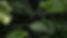 monstera leaves.jpg
