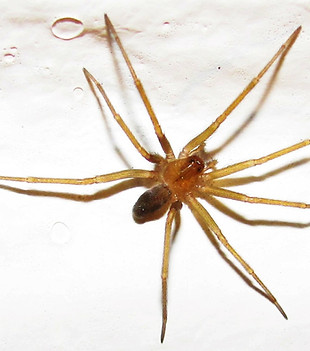 2018 Nota 01 foto 1 Araña de rincon Mario Elgueta .jpg