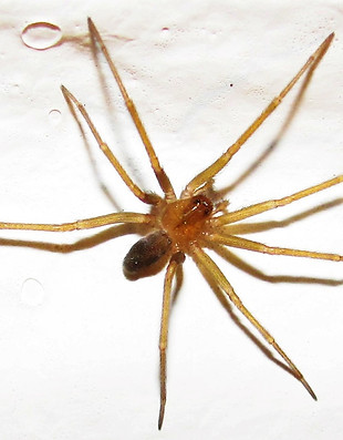 2018 Nota 01 foto 1 Araña de rincon Mario Elgueta .jpg