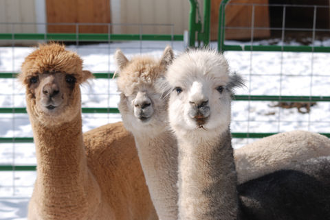 alpacas