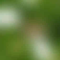 Painted Lady Butterfly