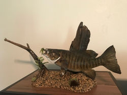 Smallmouth Bass