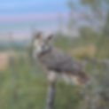 owl_on_cholla.jpg
