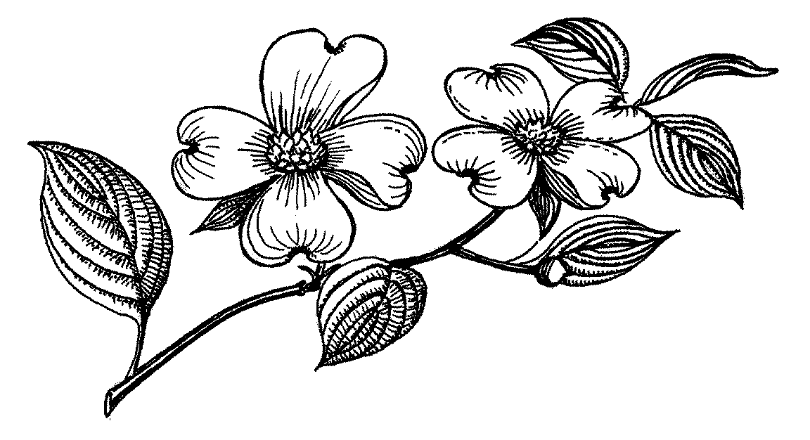 flowered-clipart-dogwood-tree-5.gif