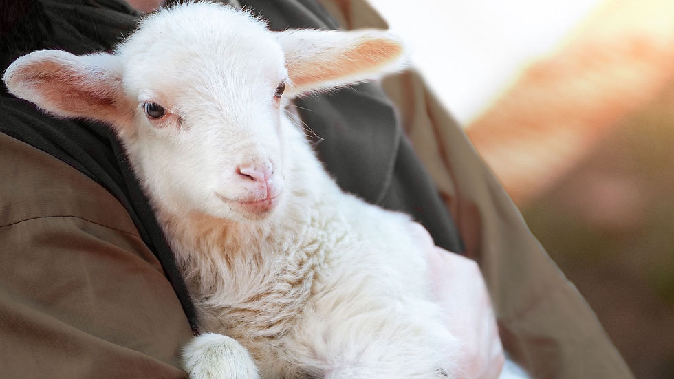 Lesson 3 of 11:  Grace