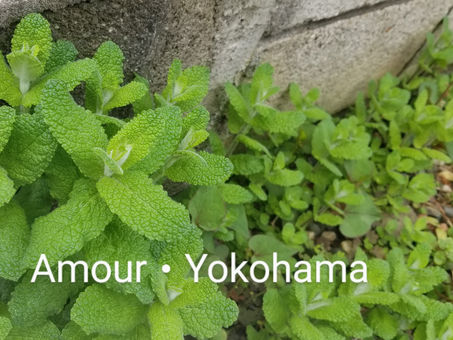 新芽ハーブでハーブ浴