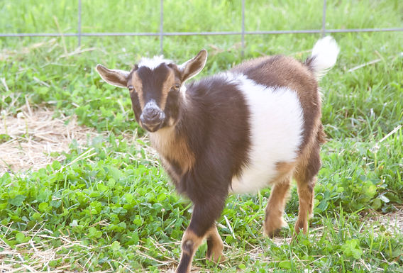 Painted Pepper FSE Dolly