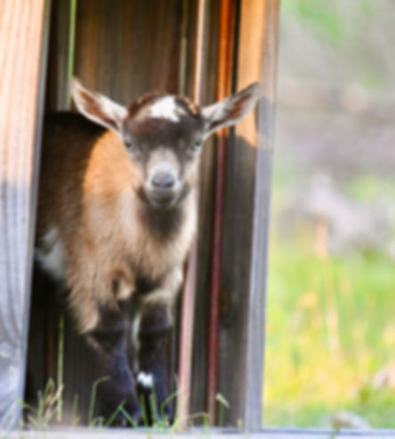 HMHomesteadMaine PPO Elvira