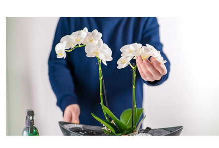 orchid care.jpg