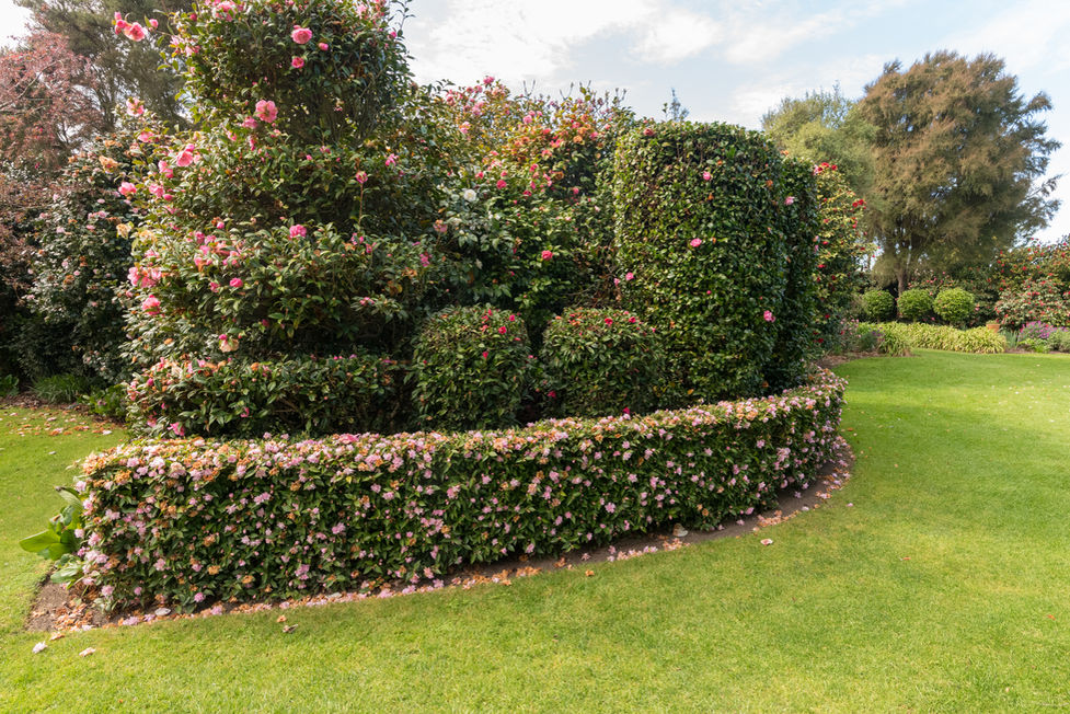 Camellia hedge