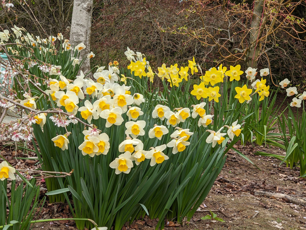 Daffodils