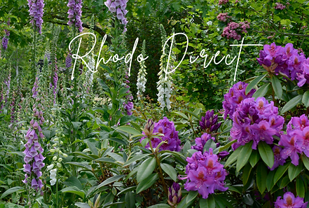 Rhodo direct.png