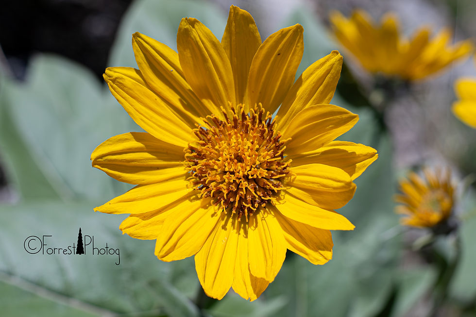 Full bloom balsam root