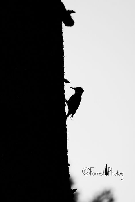 Wildlife-21