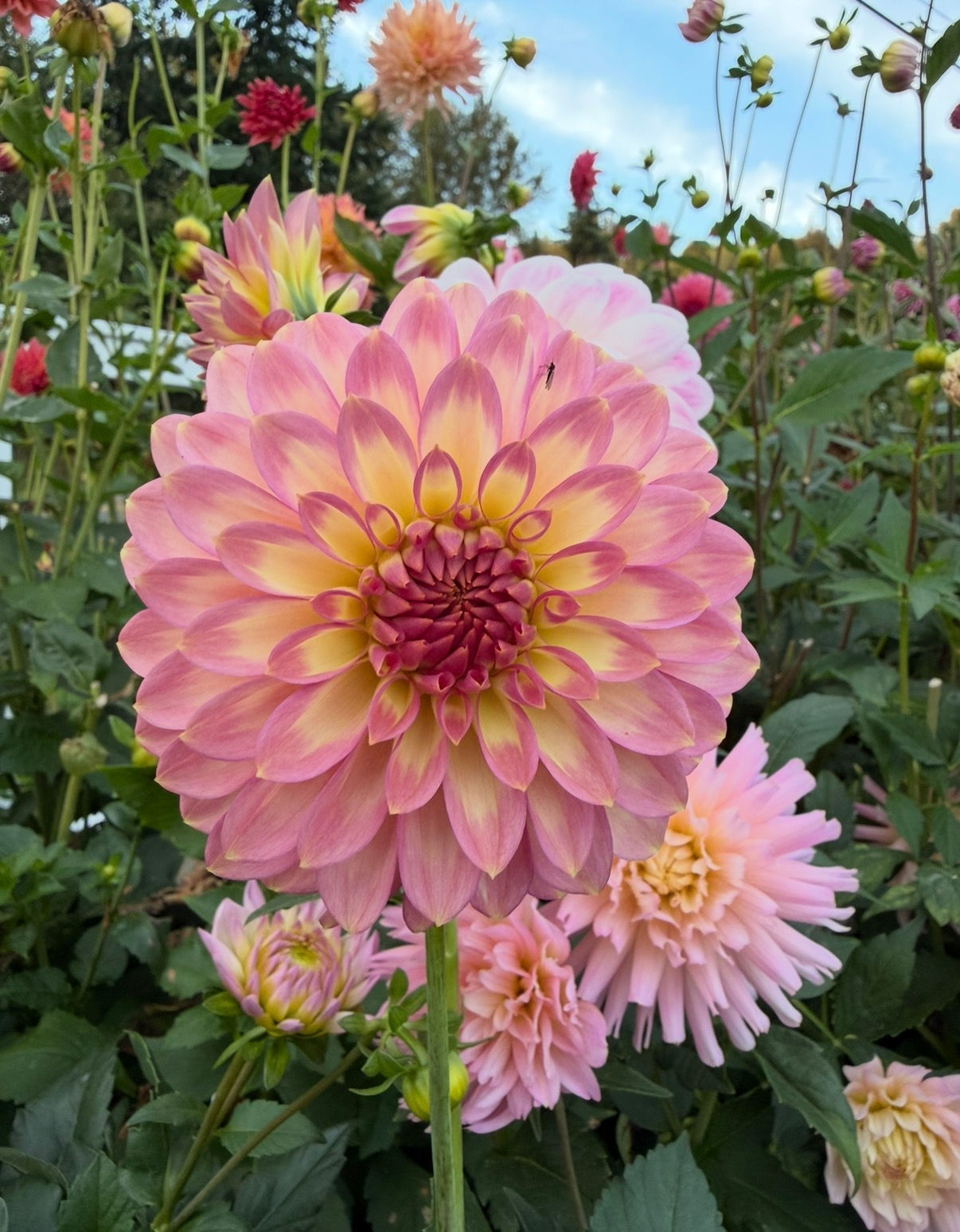 Crazy 4 Teedy - Limit 1 