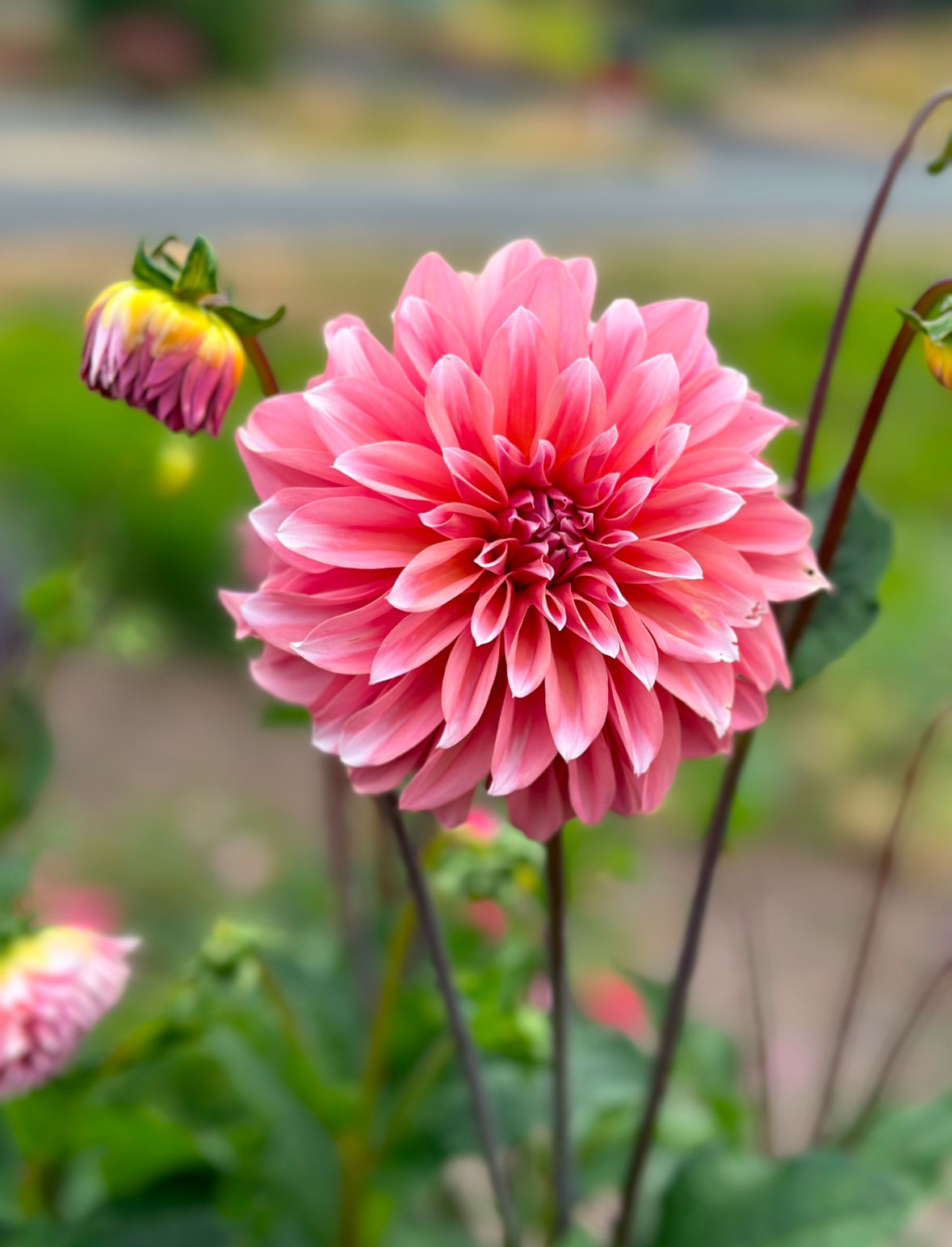 RM Whirligig - Limit 1 