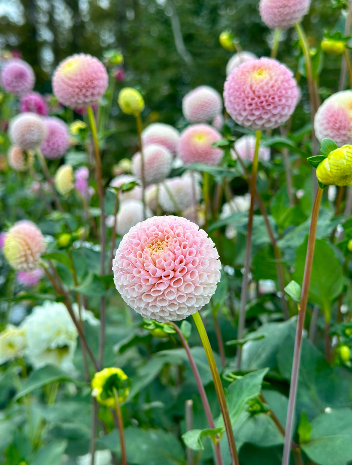 Irish D Porter - Limit 1 