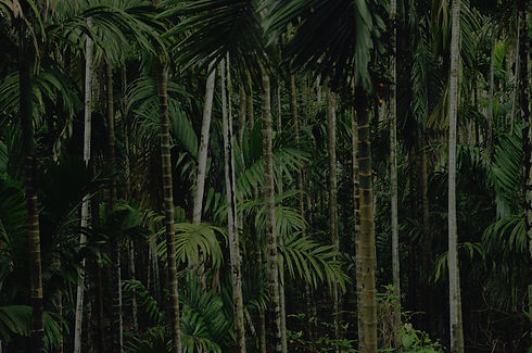 Dense Palm Forest_edited.jpg