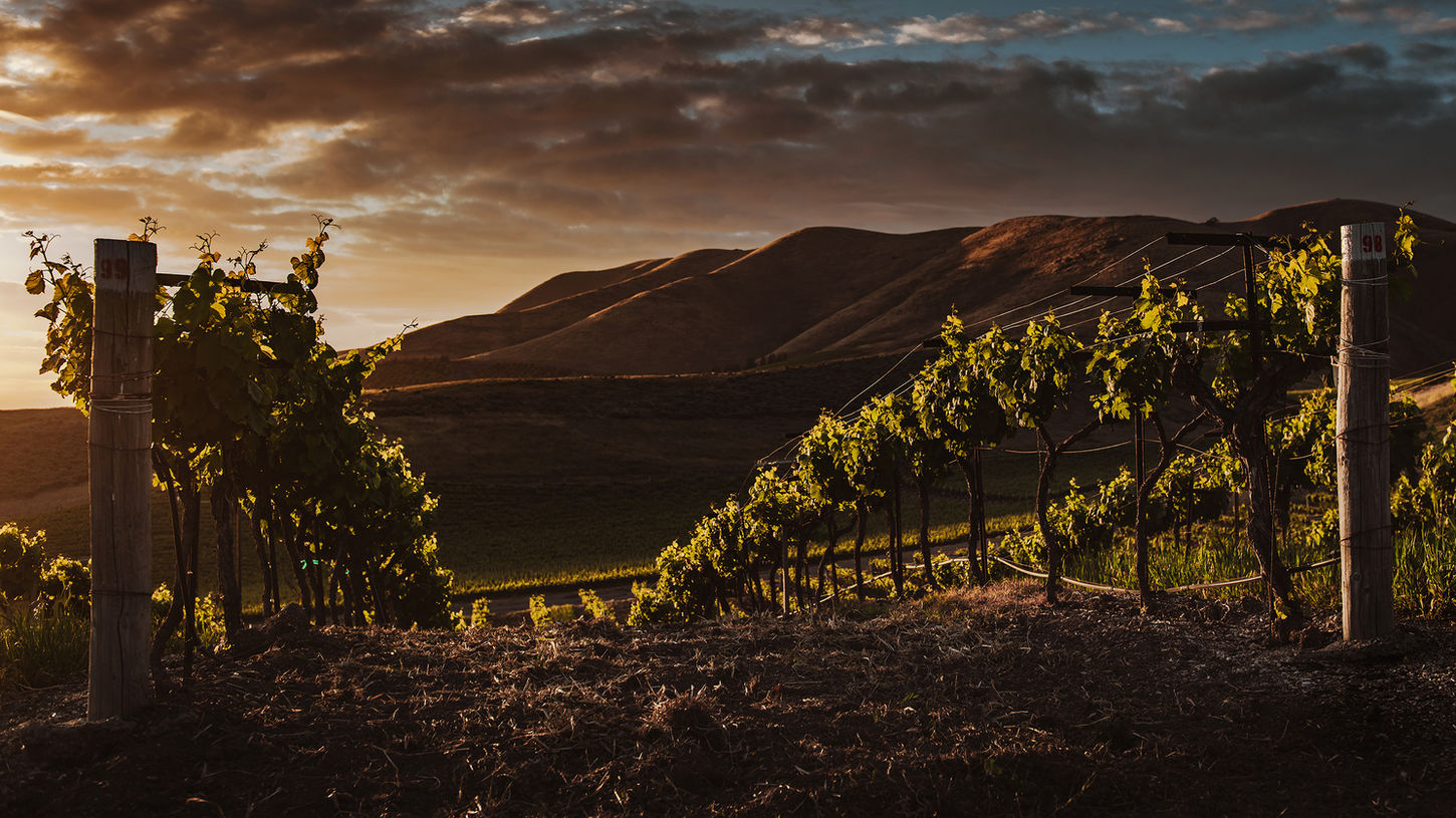 
Empreendimento Vinícola na Serra Catarinense