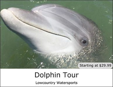 dolphin-tour-hilton-head.jpg