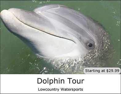 dolphin-tour-hilton-head.jpg