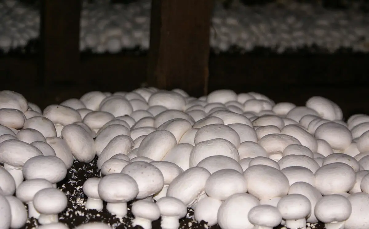 mushroom1.webp