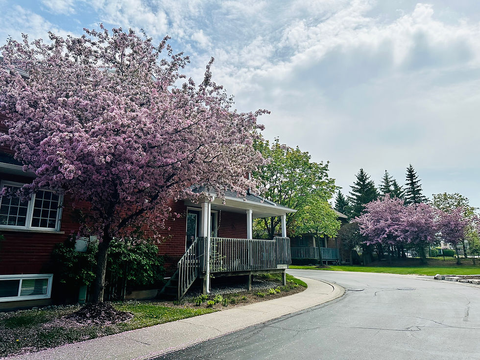 My First Spring in Canada: Embracing the Beauty