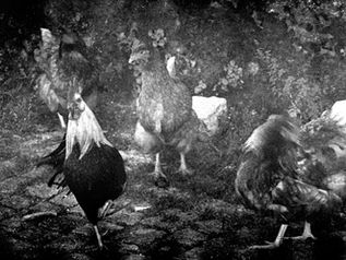 Developing whit olive leaves