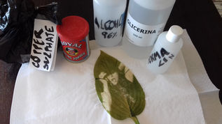 The way I preserve my chlorophyll prints