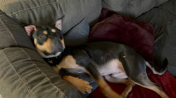 Pit Bull Fine Dog Hair