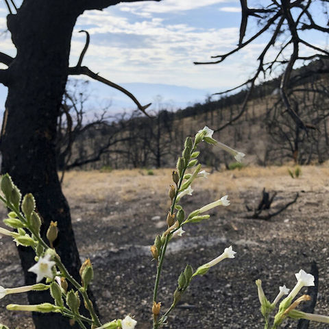 Sacred Contradictions: When Fire Both Blesses and Burns 