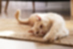 A light-colored cat stretches out on a rug.