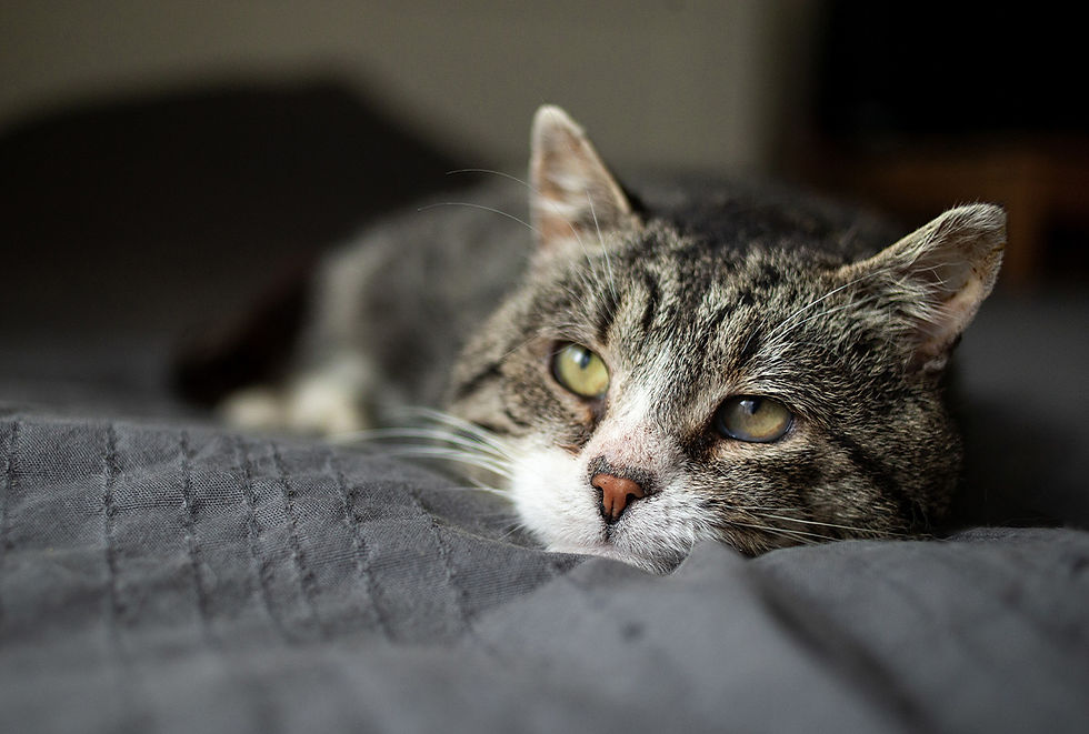 A tabby cat rests on a gray blanket. 
