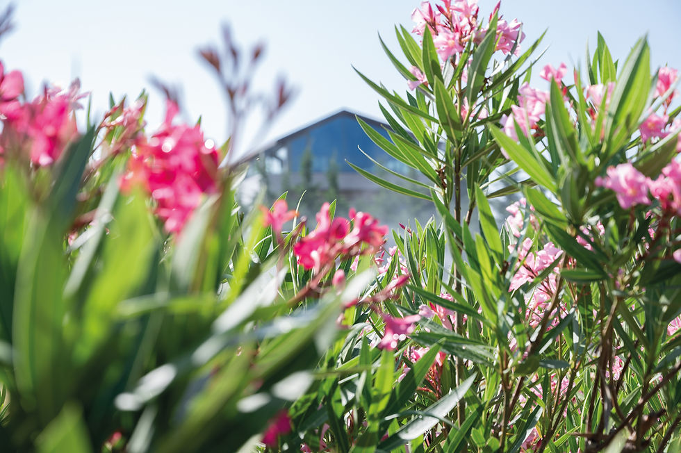 Primo piano di fiori con edificio nello sfondo