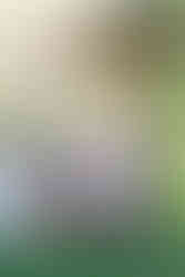 Fort Myers to Naples Photographer