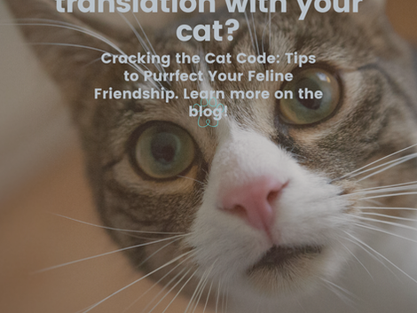 Cracking the Cat Code: Tips to Purrfect Your Feline Friendship