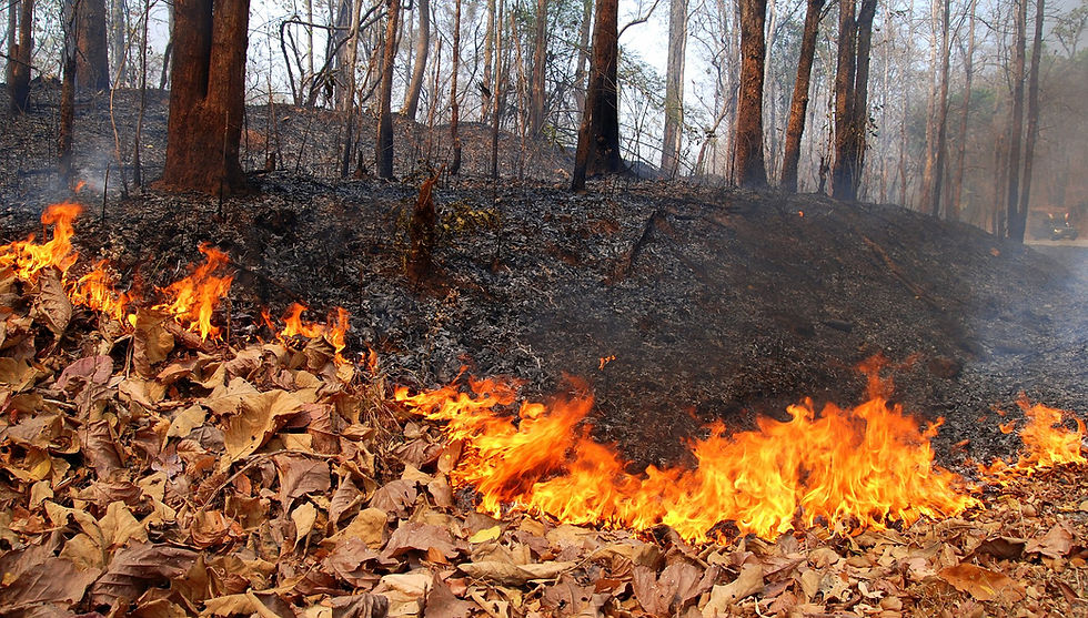Environmental issue